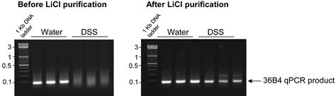 licl for rna purification